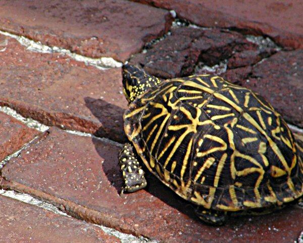 Box turtle on Egmont key brick road