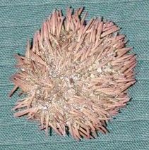 Urchin with spines